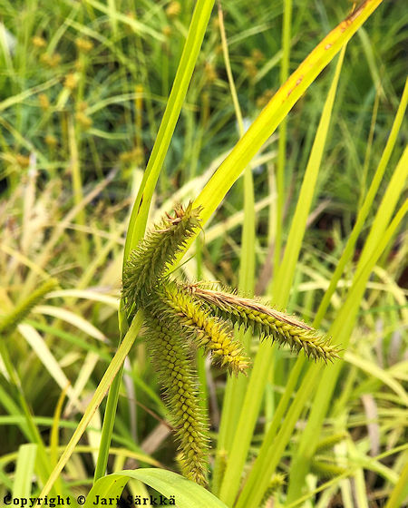 Carex pseudocyperus, varstasara
